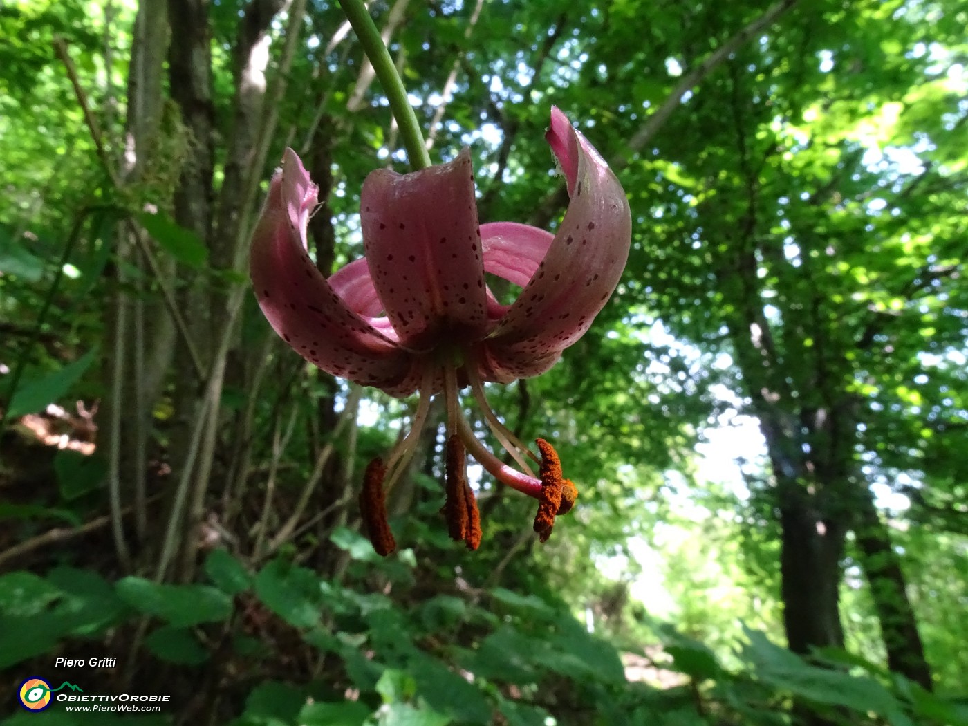 24  Lilium martagon (Giglio martagone).JPG